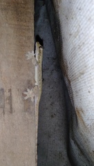 Hemidactylus platyurus