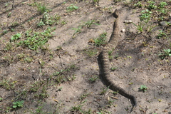 Crotalus durissus terrificus
