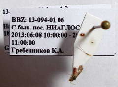 Hallodapus suturalis