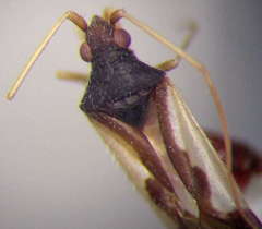 Hallodapus suturalis