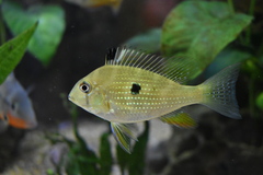 Threadfin Acara photo 1