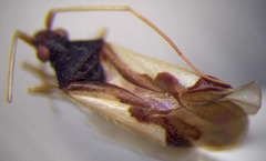 Hallodapus suturalis