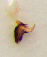 Hallodapus suturalis