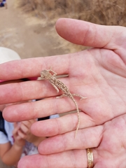 Chamaeleo chamaeleon