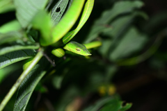 Ahaetulla farnsworthi