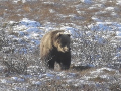 Ursus arctos middendorffi