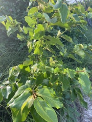 Colubrina arborescens