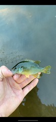 Lepomis cyanellus