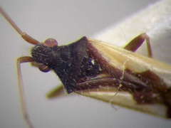 Hallodapus suturalis