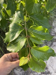 Colubrina arborescens