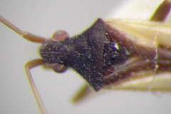 Hallodapus suturalis