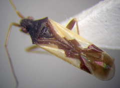 Hallodapus suturalis