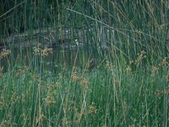 Ixobrychus involucris