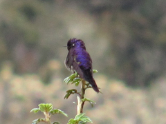 Ramphomicron microrhynchum