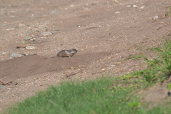Ctenomys