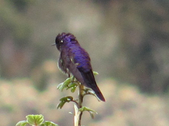 Ramphomicron microrhynchum