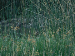 Ixobrychus involucris