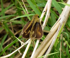 Polites vibex catilina