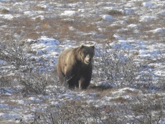 Ursus arctos middendorffi