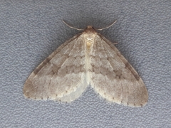 Operophtera fagata