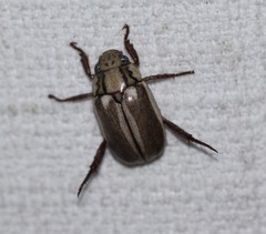 Anoplognathus abnormis