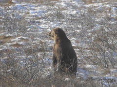 Ursus arctos middendorffi