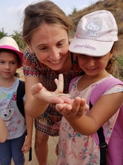 Chamaeleo chamaeleon