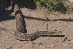 Crotalus durissus terrificus