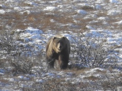 Ursus arctos middendorffi