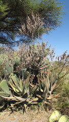 Aloe gilbertii image