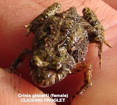 Crinia glauerti