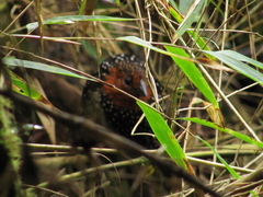 Acropternis orthonyx