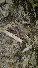 Subdoluseps bowringii