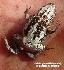 Crinia glauerti