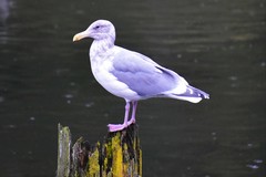 Larus glaucescens × occidentalis
