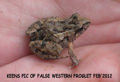 Crinia pseudinsignifera