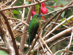 Long-Tailed Sylph photo 5