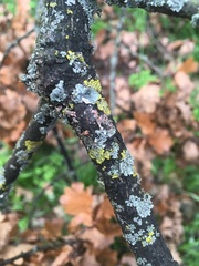 Marchandiomyces corallinus