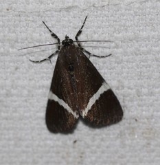 Coenotoca subaspersa