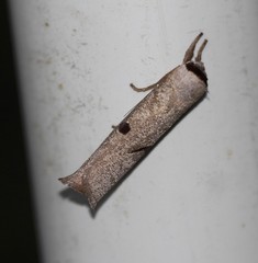 Pilostibes stigmatias