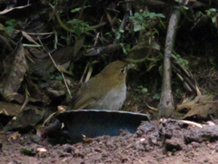 Grallaria urraoensis