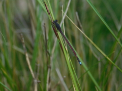 Oxyagrion rubidum