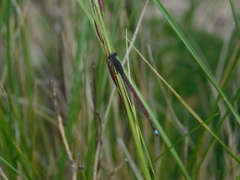 Oxyagrion rubidum