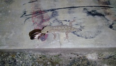 Hemidactylus frenatus
