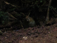 Grallaria urraoensis