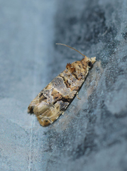 Lobesia botrana