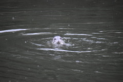 Phoca vitulina richardii