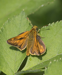 Ochlodes sylvanus