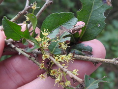 Xylosma flexuosa