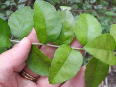 Xylosma flexuosa